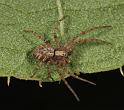 Philodromus_aureolus_D8181_Z_90_Bij afgraving_Nederland